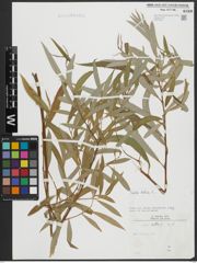 Foto von Salix alba L.